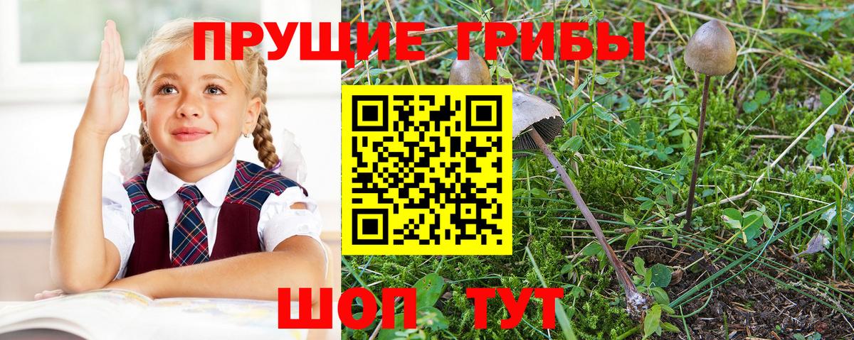 Красный Сулин  Псилоцибиновые грибы мицелий  Вход с VPN 